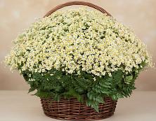 Цветочная композиция из Ромашки в корзине #REPLACE_PRED# Важины