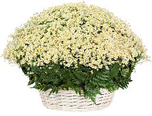 Цветочная композиция из Ромашки в корзине #REPLACE_PRED# Важины